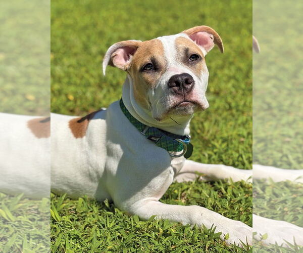 Medium Photo #2 American Pit Bull Terrier Puppy For Sale in Westminster, MA, USA