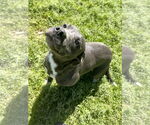 Small #1 Mutt