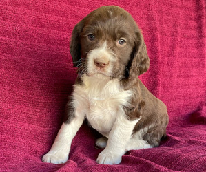 English Springer Spaniel Puppy for sale in GORMAN, CA, USA