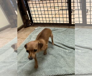 The Doxies : Darcy - Female Dachshund-Unknown Mix Dog for Adoption - Photo #3