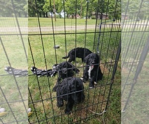 Golden Retriever-Sheepadoodle Mix Puppy for Sale in SALISBURY, North Carolina USA