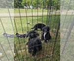 Image preview for Ad Listing. Nickname: Litter of 6