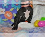 Small Photo #3 Great Dane Puppy For Sale in CALDWELL, ID, USA