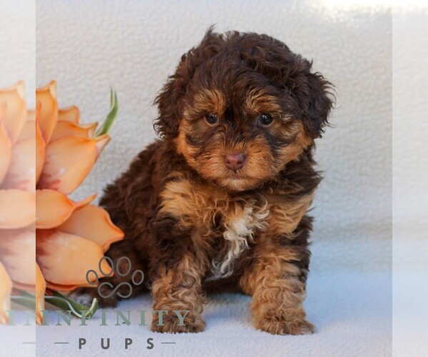 Medium Photo #1 Poovanese Puppy For Sale in NEWMANSTOWN, PA, USA