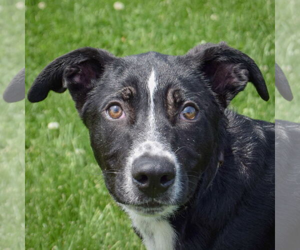 Medium Photo #2 Border Collie-Unknown Mix Puppy For Sale in Huntley, IL, USA