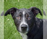 Small #1 Border Collie Mix