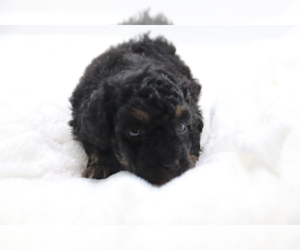 Medium Photo #38 Cockapoo Puppy For Sale in RIPLEY, TN, USA