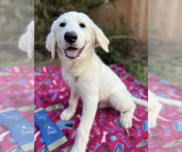 Medium Photo #7 Great Pyrenees Puppy For Sale in Spring, TX, USA