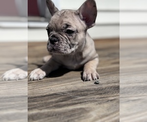 French Bulldog Litter for sale in MILLVILLE, NJ, USA