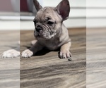 Image preview for Ad Listing. Nickname: Litter of 5
