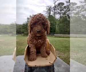 Goldendoodle (Miniature) Puppy for Sale in PAULINE, South Carolina USA
