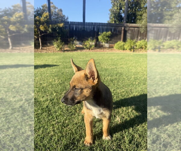 Medium Photo #1 German Shepherd Dog-Unknown Mix Puppy For Sale in Dana Point, CA, USA