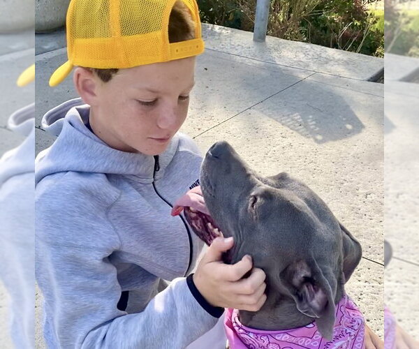 Medium Photo #9 American Staffordshire Terrier Puppy For Sale in San Juan Capistrano, CA, USA