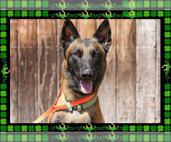 Medium Photo #6 Mutt Puppy For Sale in Ojai, CA, USA