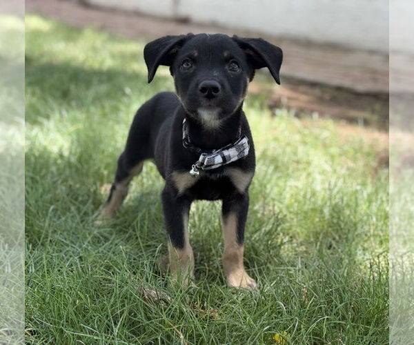 Medium Photo #3 Labrottie Puppy For Sale in Phoenix, AZ, USA
