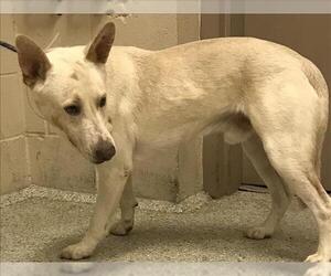 German Shepherd Dog Dogs for adoption in Conroe, TX, USA