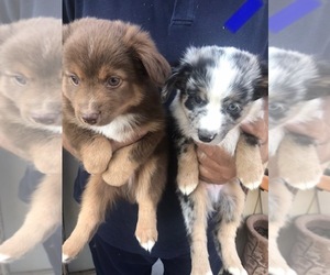 Miniature Australian Shepherd Puppy for sale in NATURITA, CO, USA