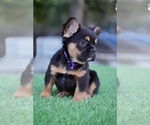 Small #8 French Bulldog