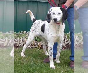 Dalmatian-Unknown Mix Dogs for adoption in Batavia, NY, USA