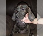 Small Photo #3 Plott Hound Puppy For Sale in MIDVALE, UT, USA