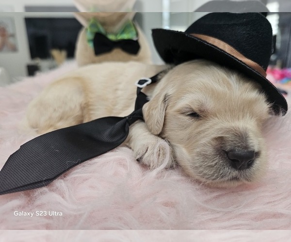 Medium Photo #5 Golden Retriever Puppy For Sale in ORLANDO, FL, USA