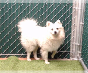 American Eskimo Dog Dogs for adoption in Downey, CA, USA