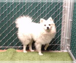 Small American Eskimo Dog