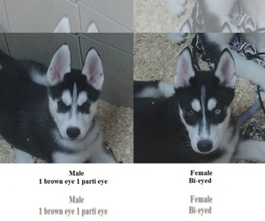 Siberian Husky Puppy for sale in KENNEWICK, WA, USA