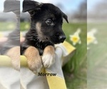 Puppy Morrow German Shepherd Dog-Siberian Husky Mix