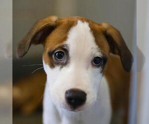 American Staffordshire Terrier-Unknown Mix Dogs for adoption in San Antonio, TX, USA