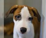 Small American Staffordshire Terrier Mix
