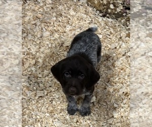 Wirehaired Pointing Griffon Puppy for sale in EAST CHINA, MI, USA