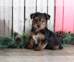 Yorkshire Terrier Puppy for sale in MOUNT VERNON, OH, USA