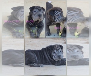 Chinese Shar-Pei Puppy for sale in APPLE VALLEY, CA, USA