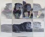 Image preview for Ad Listing. Nickname: Bitty Bruno B