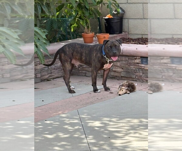 Medium Photo #31 American Staffordshire Terrier-Unknown Mix Puppy For Sale in Lake Forest, CA, USA