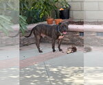 Small #30 American Staffordshire Terrier Mix