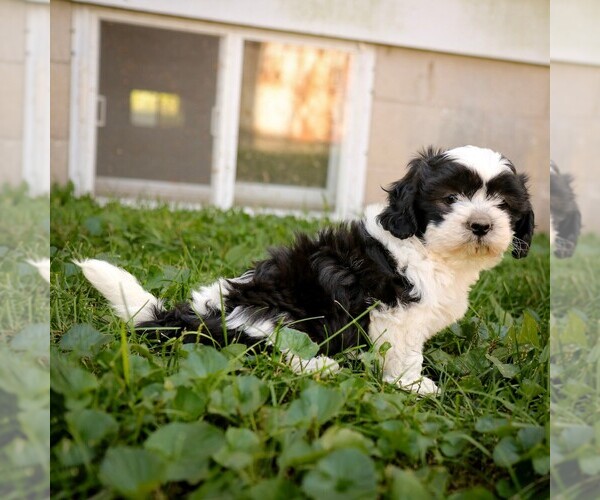 Medium Photo #3 Zuchon Puppy For Sale in ARTHUR, IL, USA