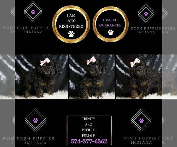 Medium Photo #2 Poodle (Toy) Puppy For Sale in WARSAW, IN, USA