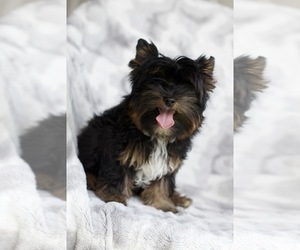 Yorkshire Terrier Puppy for sale in MARMADUKE, AR, USA