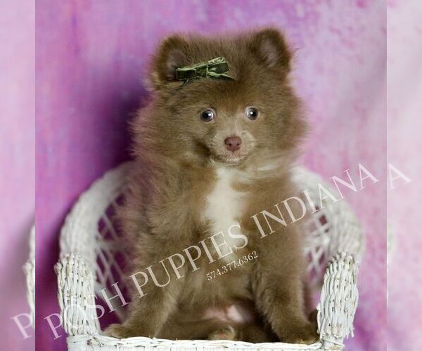 Medium Photo #24 Pomeranian Puppy For Sale in WARSAW, IN, USA