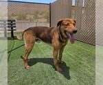 Small Photo #1 Shepradors Puppy For Sale in Norco, CA, USA