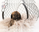 Small Photo #24 Saint Berdoodle Puppy For Sale in LEAVENWORTH, IN, USA