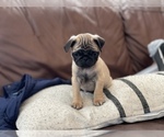 Small Photo #2 Pug Puppy For Sale in MARTINSBURG, WV, USA