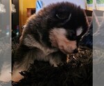 Small Photo #9 Alaskan Malamute Puppy For Sale in MIDWEST CITY, OK, USA