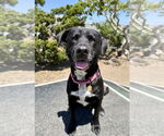 Small #1 Labrador Retriever Mix