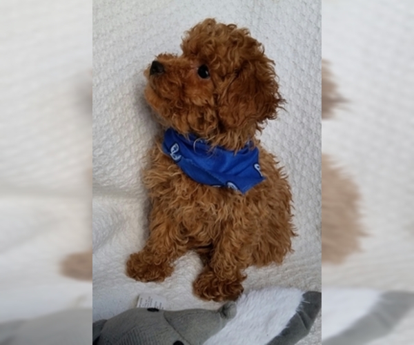 Medium Photo #5 Poodle (Toy) Puppy For Sale in BUFFALO, MO, USA