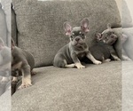 Small #3 French Bulldog