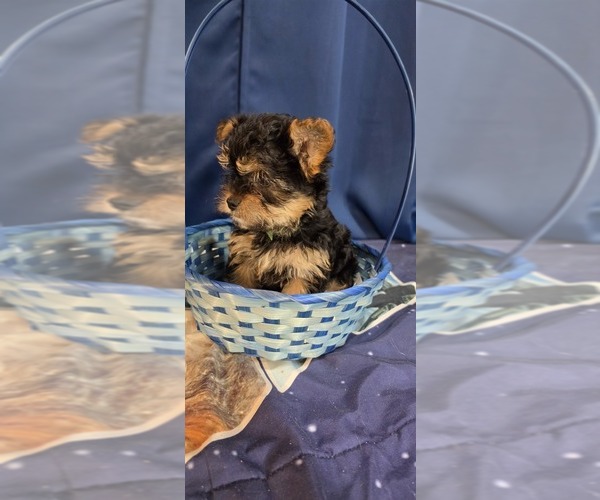 Medium Photo #21 Yorkshire Terrier Puppy For Sale in HUNTSVILLE, AL, USA