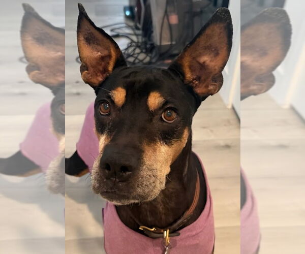 Medium Photo #6 Doberman Pinscher-Unknown Mix Puppy For Sale in Lake Forest, CA, USA